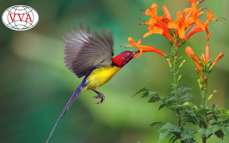 Chim Hút Mật Ăn Gì? Hướng Dẫn Chọn Thức Ăn Tốt Nhất 2025